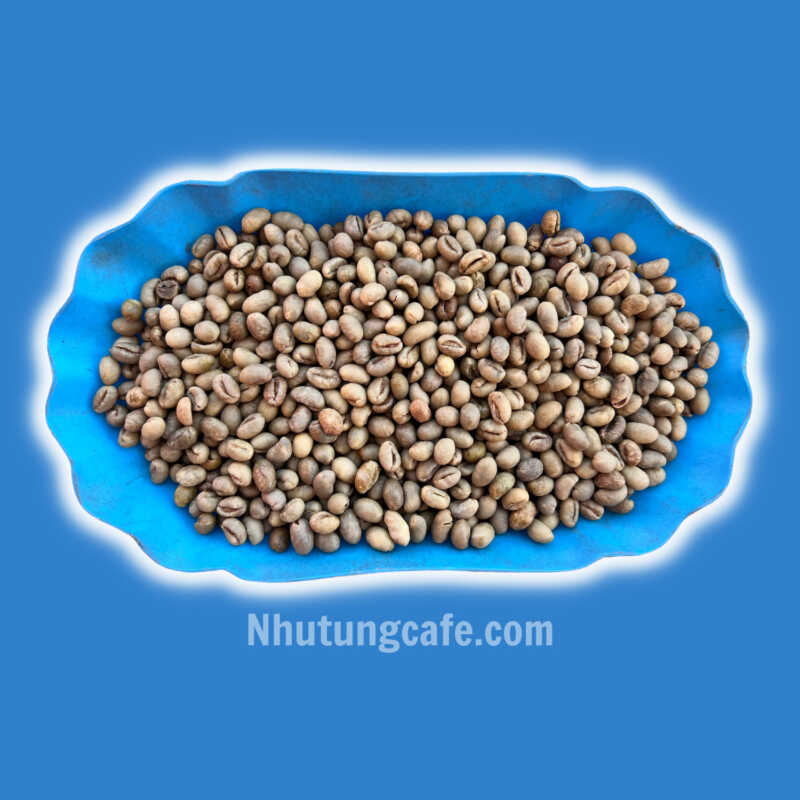 Cà phê nhân sống robusta culi s18 lâm đồng